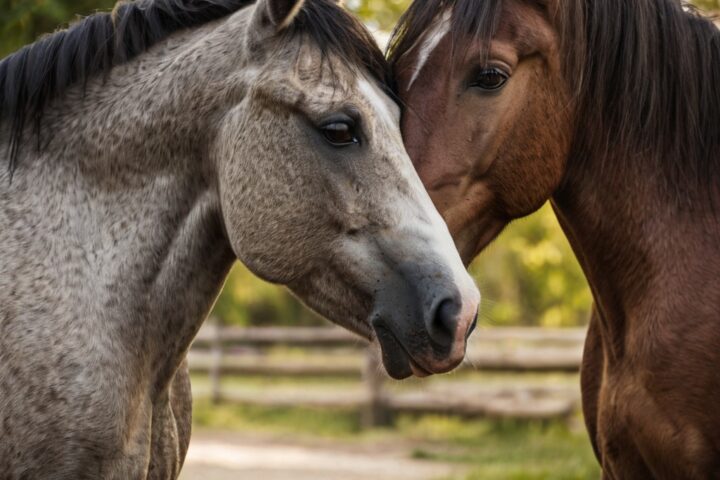 How Do Horses Show Affection